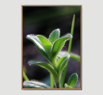 Bud - Framed Wall Art Size 20in x 29in