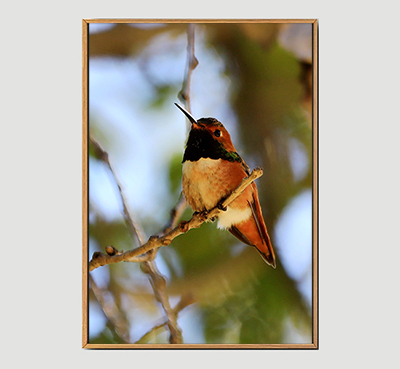 Bird - Framed Wall Art Size 20in x 29in