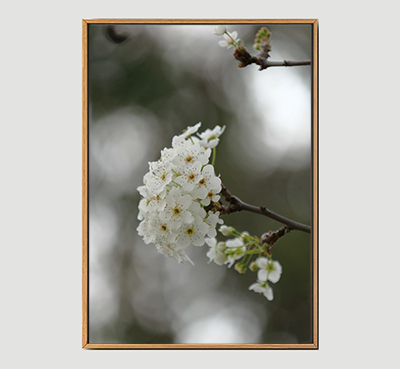 Flower Branch A -Framed Wall Art Size 20in x 29 in