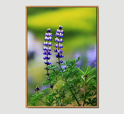 Wild Flower A -Framed Wall Art Size 20in x 29 in