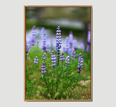 Wild Flower B -Framed Wall Art Size 20in x 29 in