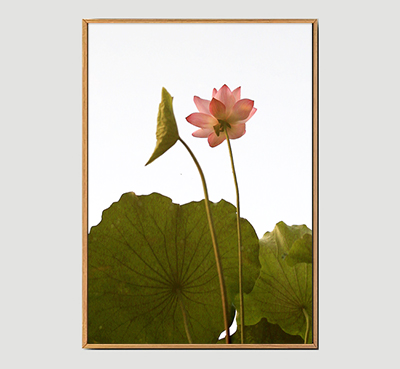 Lotus A - Framed Wall Art Size 20in x 29in 