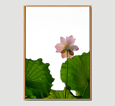 Lotus B - Framed Wall Art Size 20in x 29in 